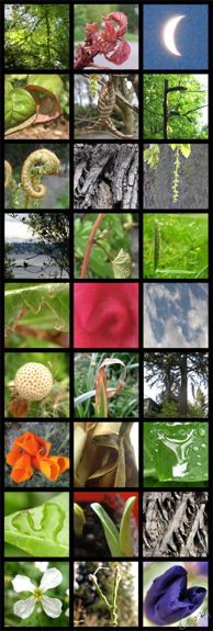 Nature Alphabet