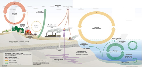 Carbon Cycle