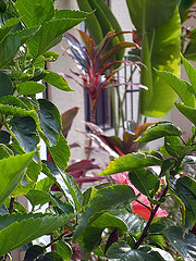 Greenery and window