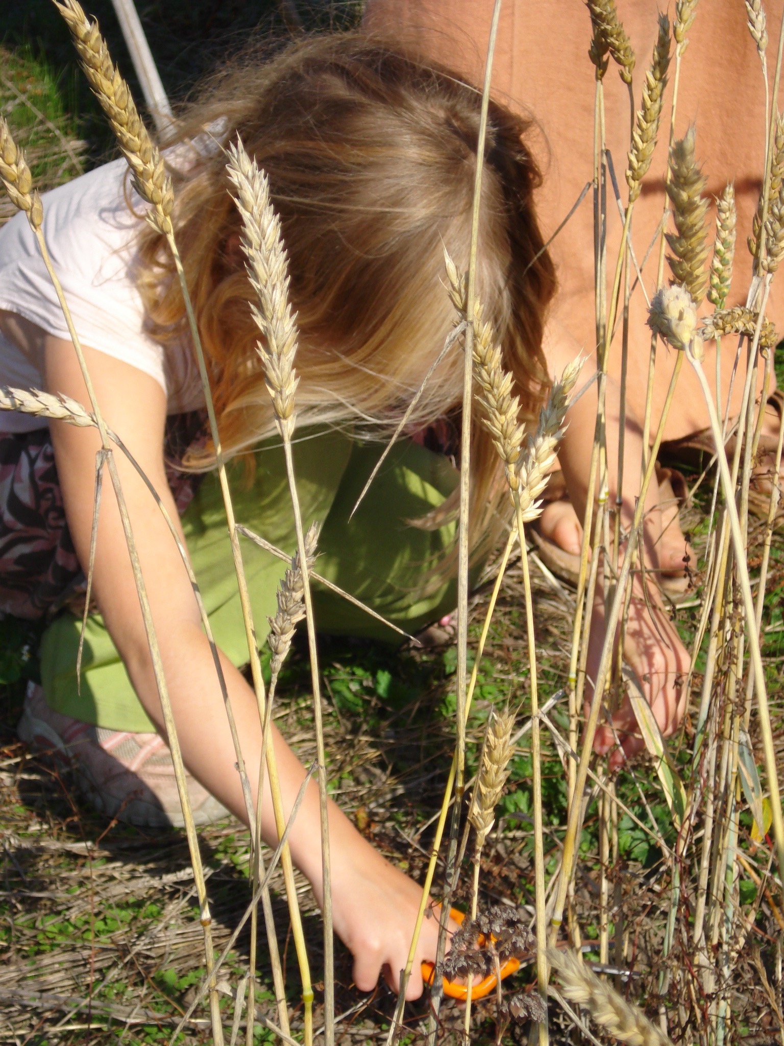 Harvesting wheat with kiddie scissors