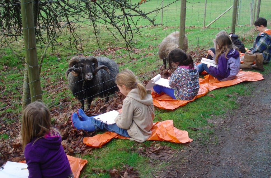 Sketching Sheep on a Wet Day